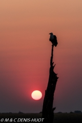 aigle pêcheur / fish eagle