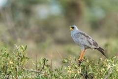 autour / goshawk
