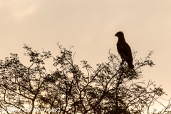 circaète / snake eagle