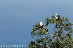 aigle pêcheur / fish eagle