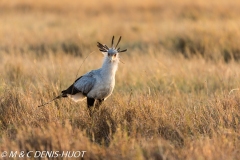 serpentaire / secretary bird