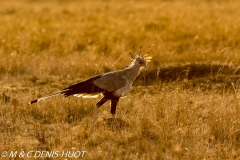 serpentaire / secretary bird