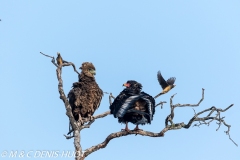 aigle bateleur et pique-boeuf / bateleur and oxpecker