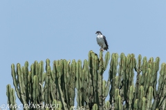 buse augure / augur buzzard