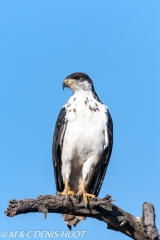 buse augure / augur buzzard