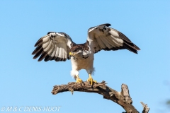 buse augure / augur buzzard