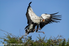 serpentaire / secretary bird