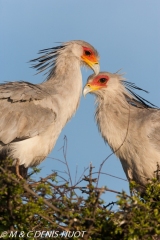 serpentaire / secretary bird