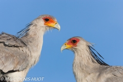 serpentaire / secretary bird