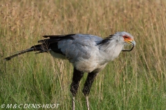 serpentaire / secretary bird