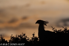 serpentaire / secretary bird