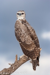 aigle martial / martial eagle