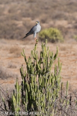 Chanting goshawk