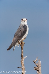 elanion blanc / black-shouldered kite