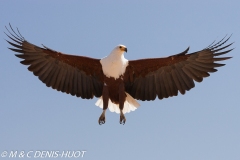 aigle pêcheur / fish eagle