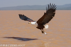 aigle pêcheur / fish eagle