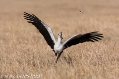 serpentaire / secretary bird