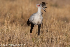 serpentaire / secretary bird