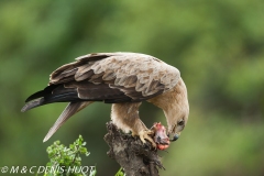 aigle des steppes / tawny eagle