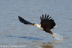 aigle pêcheur / fish eagle