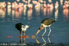 marabout et aigke pêcheur / marabou stork and fish eagle