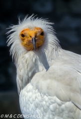 vautour percnoptère / egyptian vulture