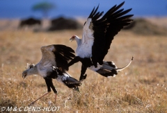 serpentaire / secretary bird