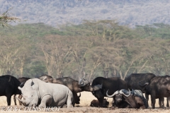 rhinocéros blanc / white rhino