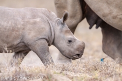 rhinocéros blanc / white rhino