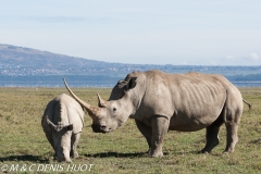 rhinocéros blanc / white rhino