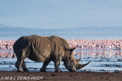 rhinocéros blanc / white rhino