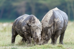 rhinocéros blanc / white rhino