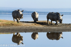 rhinocéros blanc / white rhino