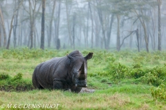 rhinocéros blanc / white rhino