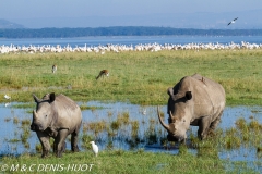 rhinocéros blanc / white rhino