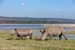 rhinocéros blanc / white rhino