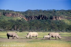 rhinocéros blanc / white rhino