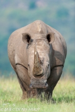 rhinocéros blanc / white rhino