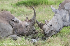 rhinocéros blanc / white rhino