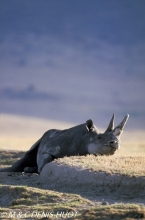 rhinocéros noir / black rhino