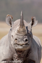 rhinocéros noir / black rhino