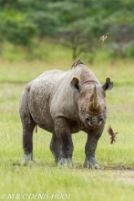 rhinocéros noir / black rhino