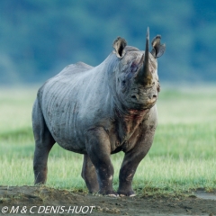 rhinocéros noir / black rhino