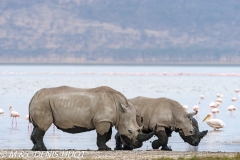 rhinocéros blanc / white rhino