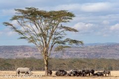 rhinocéros blanc / white rhino