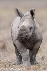 rhinocéros blanc / white rhino