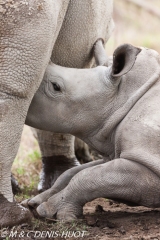 rhinocéros blanc / white rhino