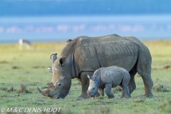 rhinocéros blanc / white rhino