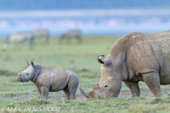 rhinocéros blanc / white rhino