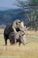 rhinocéros blanc / white rhino